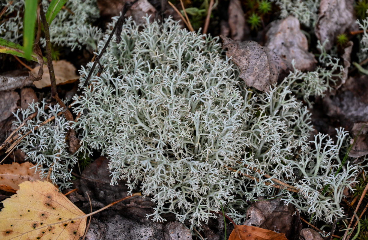 Изображение особи род Cladonia.