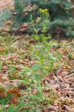 Senecio grandidentatus. Цветущее растение. Краснодарский край, Крымский р-н, станица Неберджаевская, приусадебный участок, сорное. 17.11.2024.