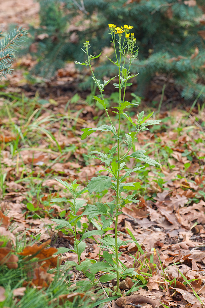 Image of Senecio grandidentatus specimen.