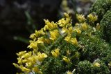 Draba bryoides. Цветущие растения. Чечня, Шаройский р-н, Снеговой хр., 4,9 км от пер. Цумандинский в сторону горы Заинкорт, выс. ок. 2850 м н.у.м., каменистый участок. 25 июня 2024 г.