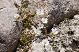 genus Saxifraga. Цветущее растение. Таджикистан, Горно-Бадахшанская автономная обл., Аличурский р-н, Южно-Аличурский хр., пер. Кой-Тезек, выс. ≈ 4271 м н.у.м., высокогорная каменистая пустыня. 4 июля 2024 г.