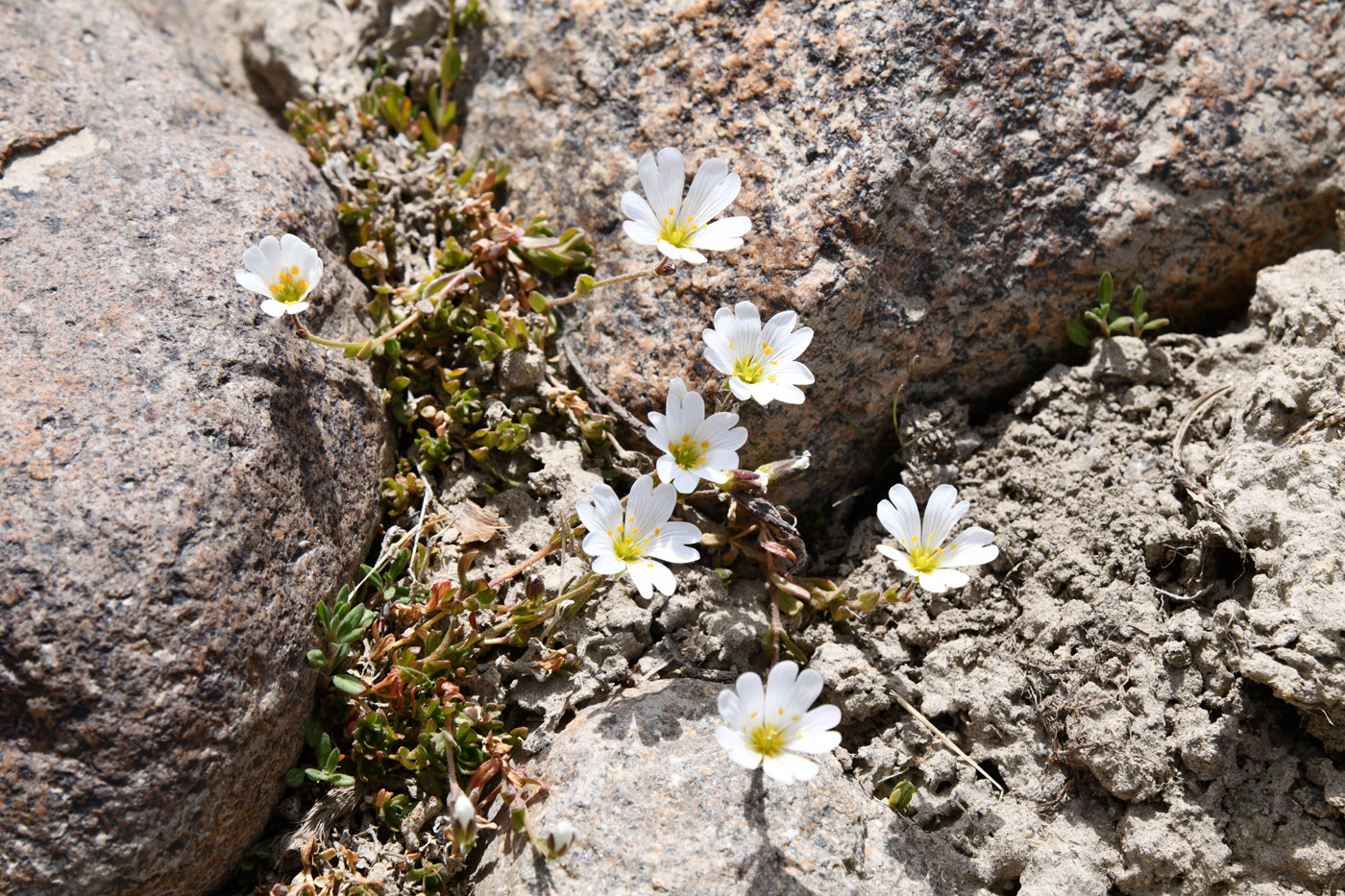 Image of familia Caryophyllaceae specimen.