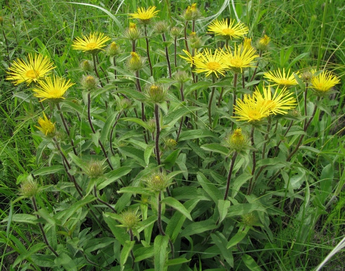 Изображение особи Inula hirta.