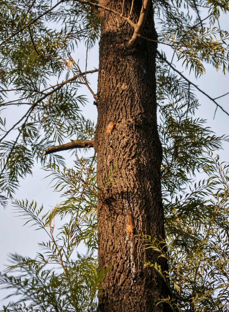 Image of Grevillea robusta specimen.