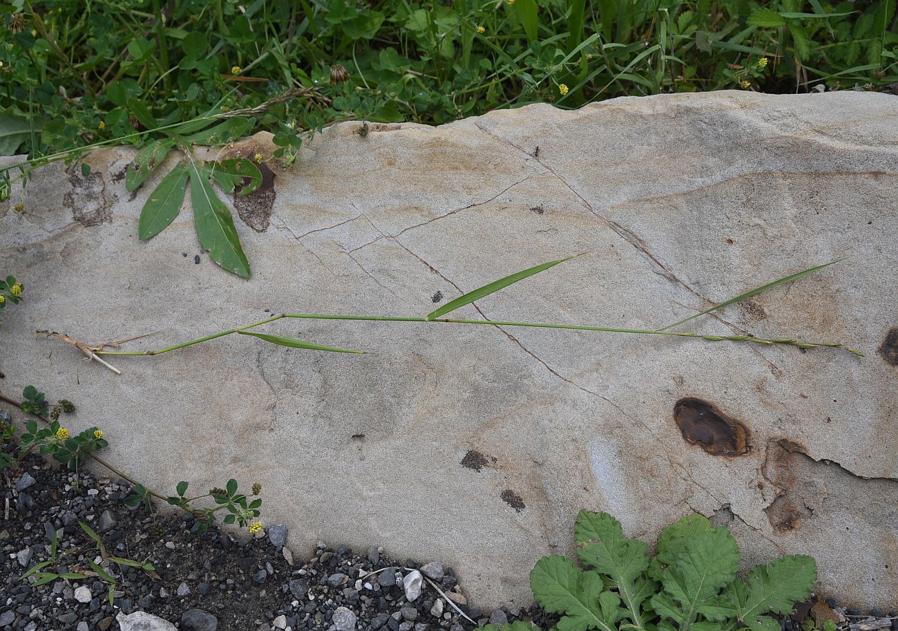 Image of familia Poaceae specimen.