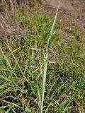 Sorghum halepense