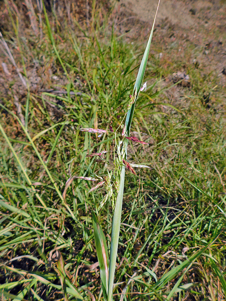 Image of Sorghum halepense specimen.