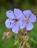 Geranium pratense