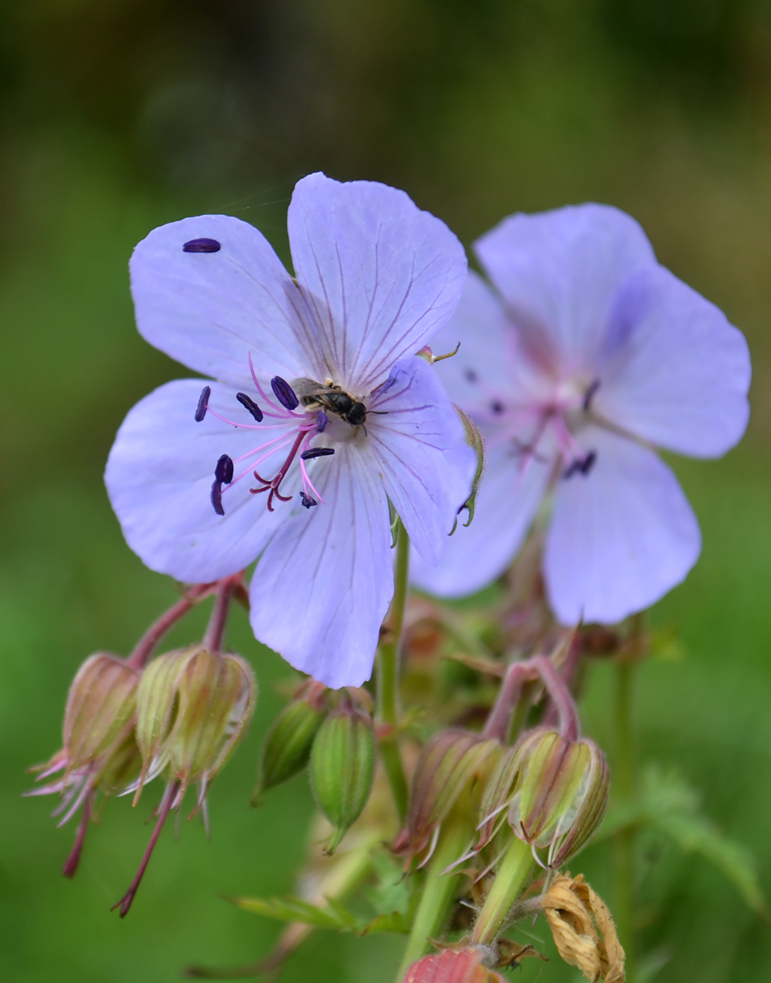 Изображение особи Geranium pratense.