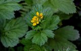 Geum macrophyllum. Соцветие и листья. Московская обл., Пушкинский гор. округ, северо-восточное побережье Учинского водохранилища, смешанный лес. 27.07.2024.