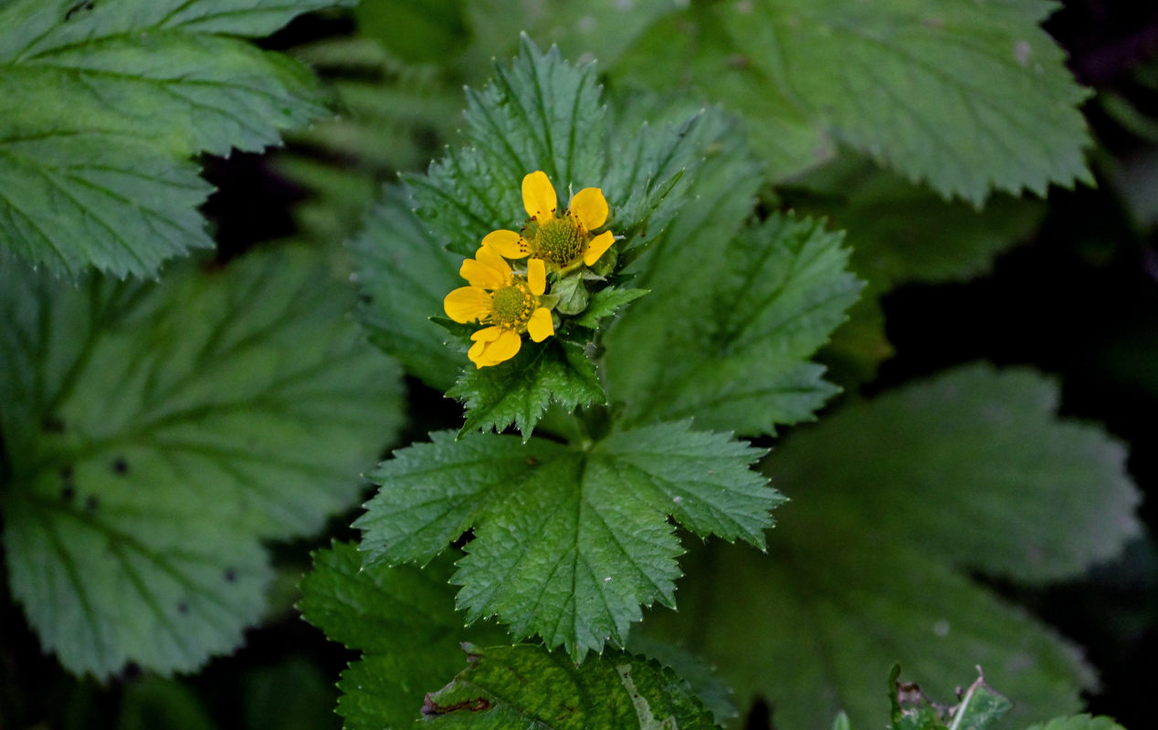 Изображение особи Geum macrophyllum.