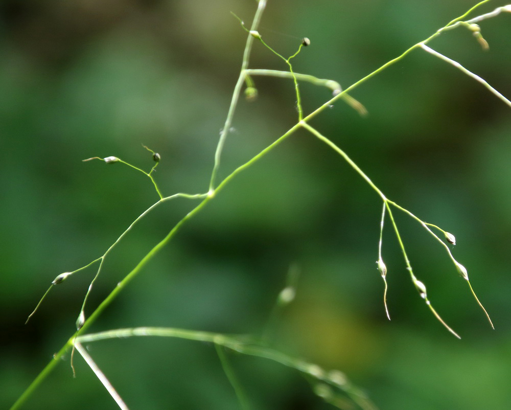 Image of Achnatherum virescens specimen.