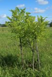 genus Robinia. Молодое растение. Беларусь, Витебская обл., окр. пос. Езерище, дендрарий, суходольный луг. 20.07.2024.
