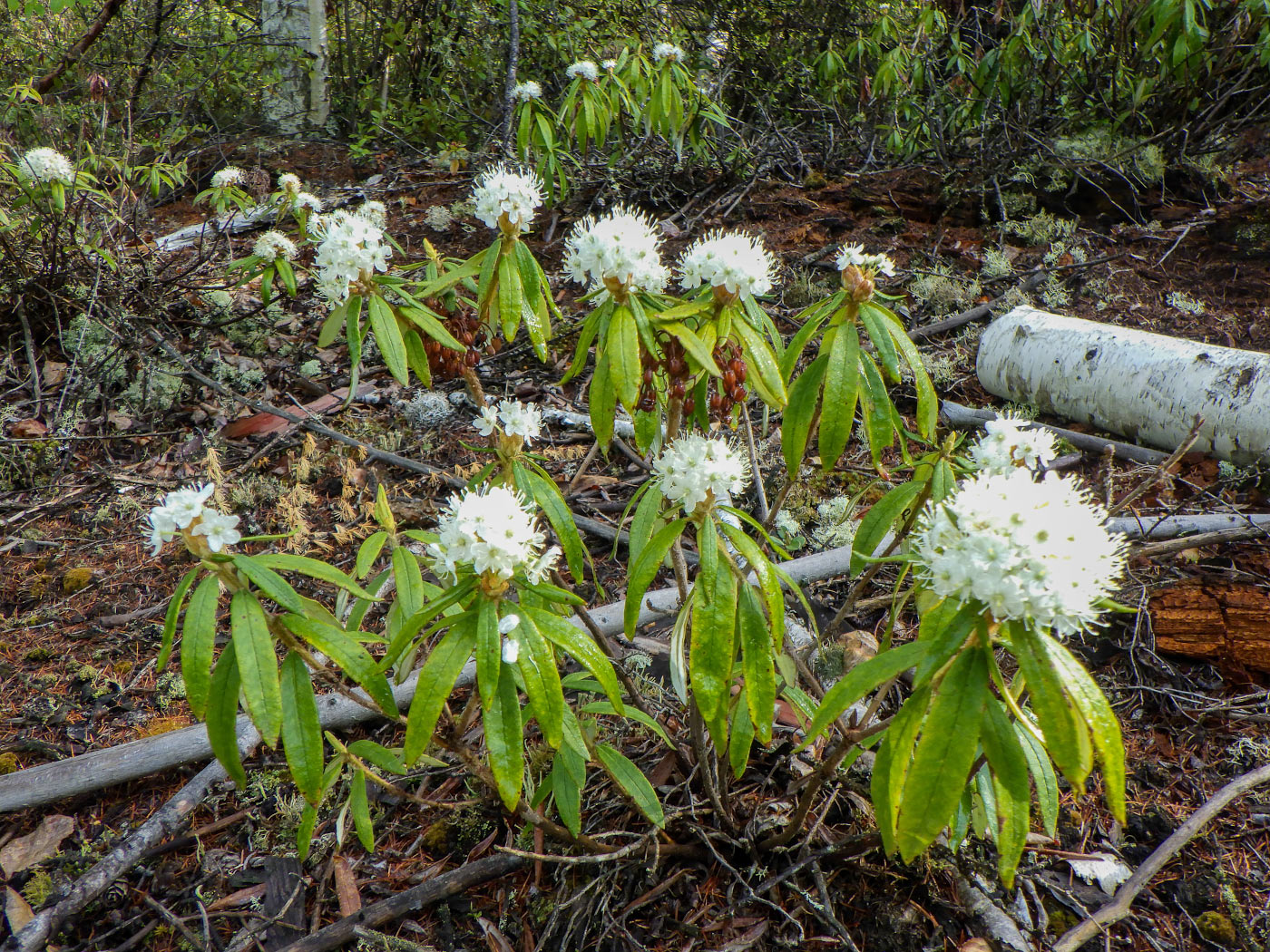 Изображение особи Ledum hypoleucum.