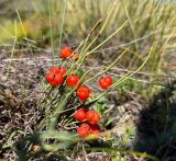 род Ephedra