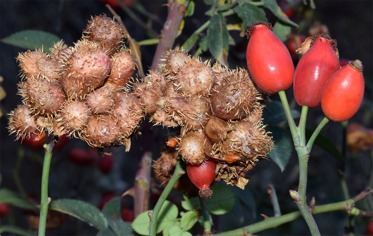 Image of Rosa canina specimen.