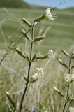 Silene viscosa