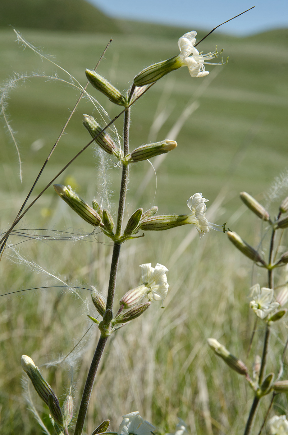 Image of Silene viscosa specimen.