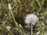 View full-size image Hypochaeris glabra