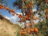 Смотреть изображение Hippophae rhamnoides