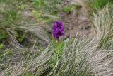 View full-size image Dactylorhiza euxina