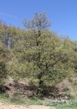 Quercus crenata. Дерево. Италия, Тоскана, окр. г. Монтеротондо-Мариттимо. 14.04.2011.
