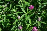View full-size image Trifolium alpestre