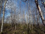 Populus tremula. Компактная осиновая роща. Кольский п-ов, пгт. Росляково, задернованная валунная терраса на северо-восточном склоне Большой Росляковской горы. 15.05.2011.