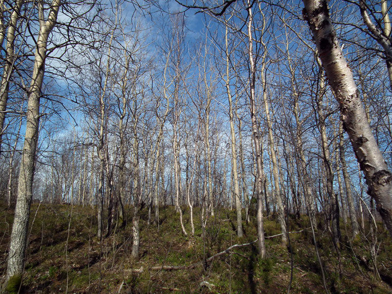 Image of Populus tremula specimen.