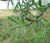 Salix gmelinii