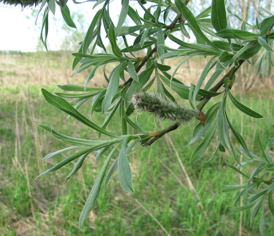 Image of Salix gmelinii specimen.