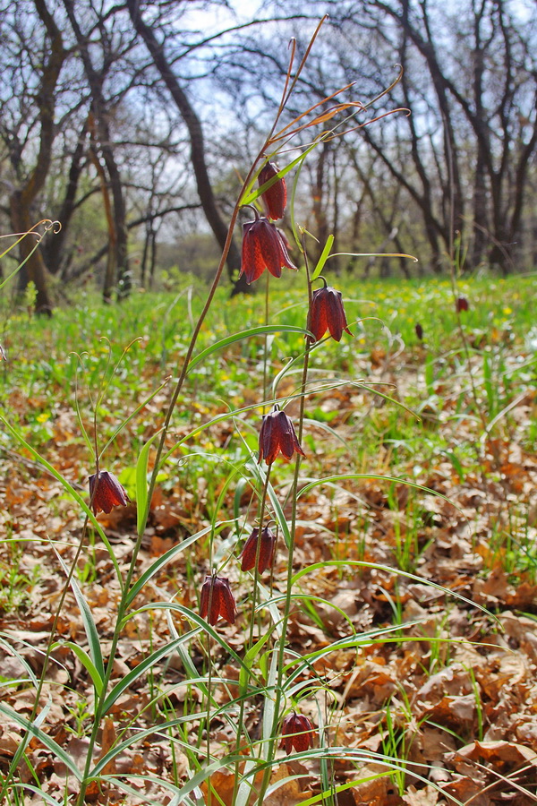 Изображение особи Fritillaria ruthenica.