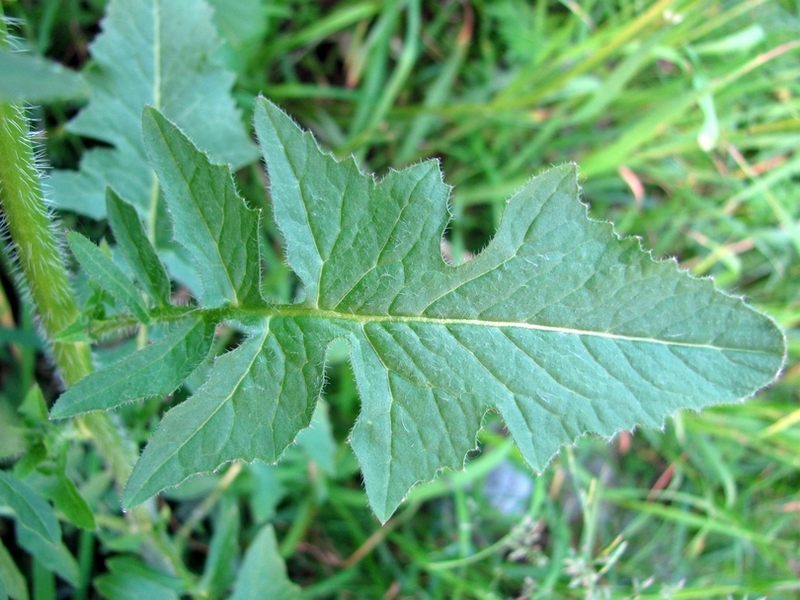 Image of Sisymbrium loeselii specimen.