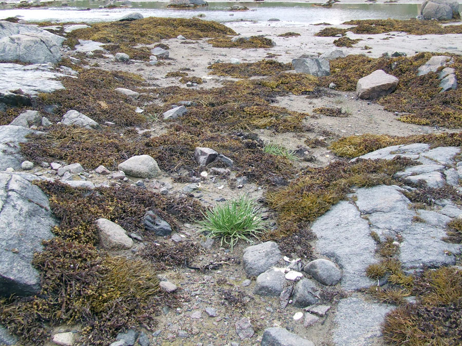 Image of Plantago maritima ssp. subpolaris specimen.