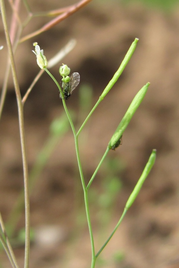 Изображение особи Arabidopsis thaliana.