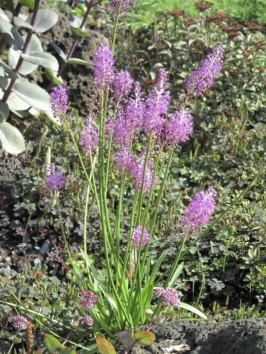 Image of Scilla scilloides specimen.