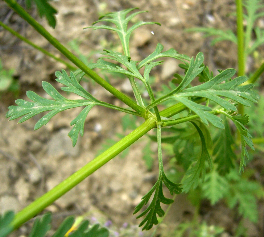 Image of Eremodaucus lehmannii specimen.