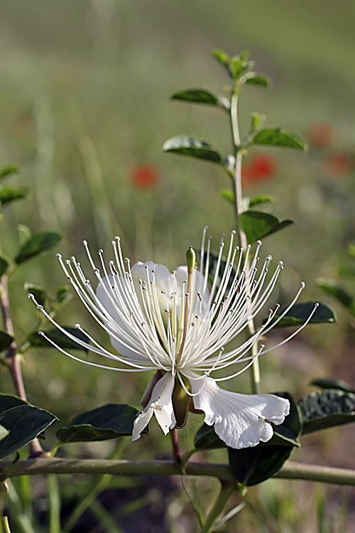 Image of Capparis herbacea specimen.