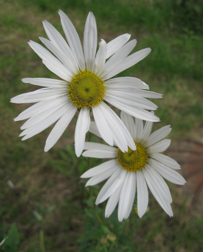 Image of Leucanthemella serotina specimen.