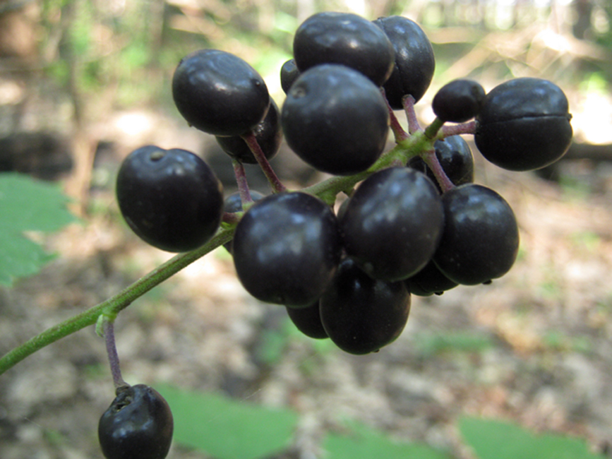 Изображение особи Actaea spicata.