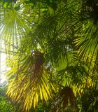 Trachycarpus fortunei