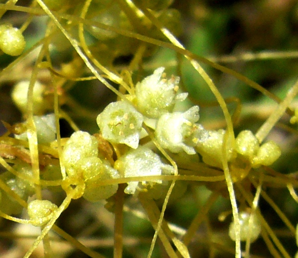 Image of Cuscuta pedicellata specimen.