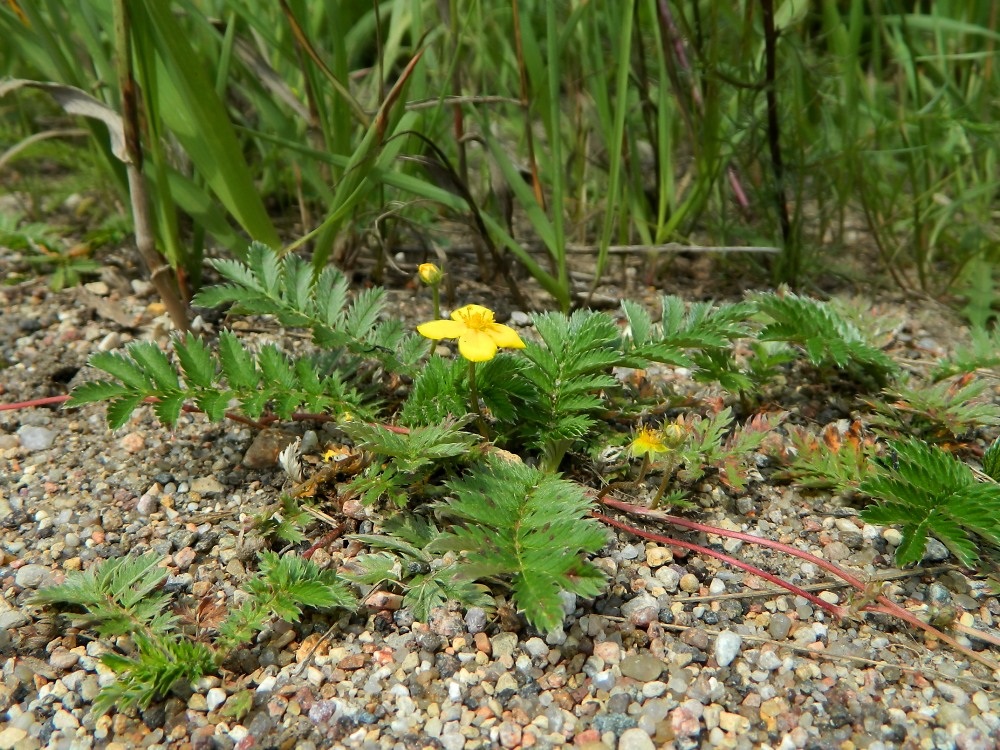 Image of Potentilla anserina specimen.