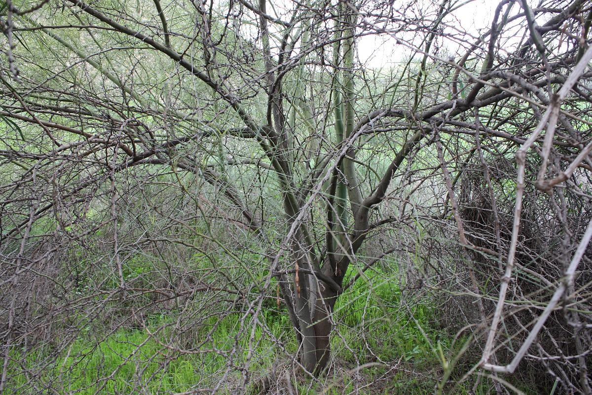 Image of Parkinsonia aculeata specimen.