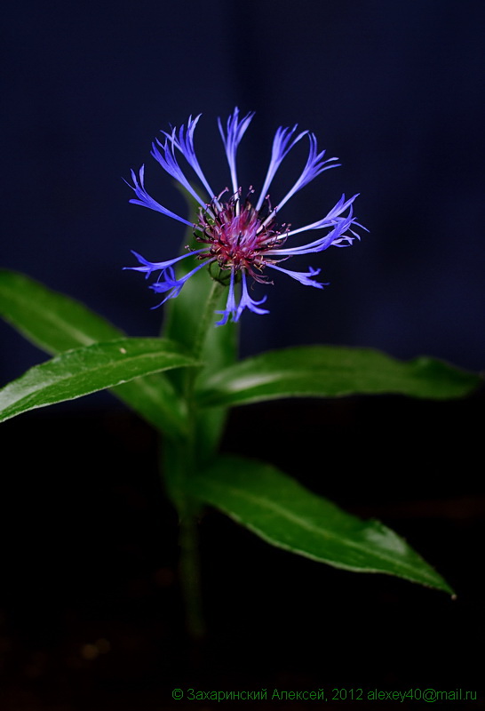 Image of Centaurea montana specimen.