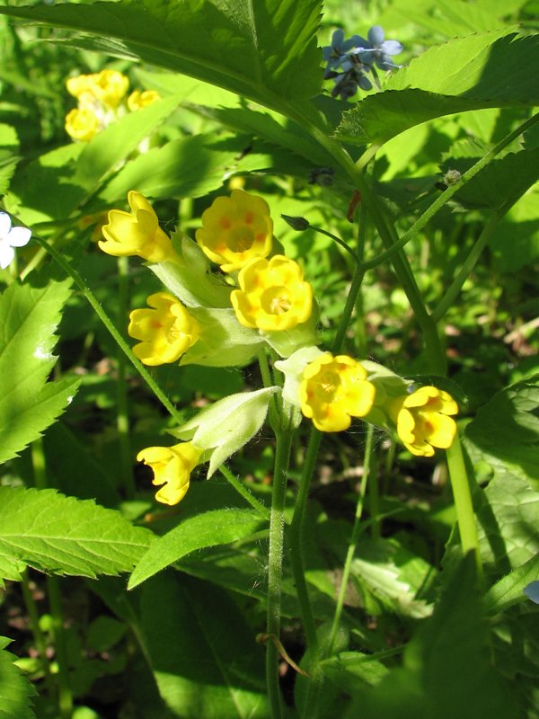 Image of Primula veris specimen.