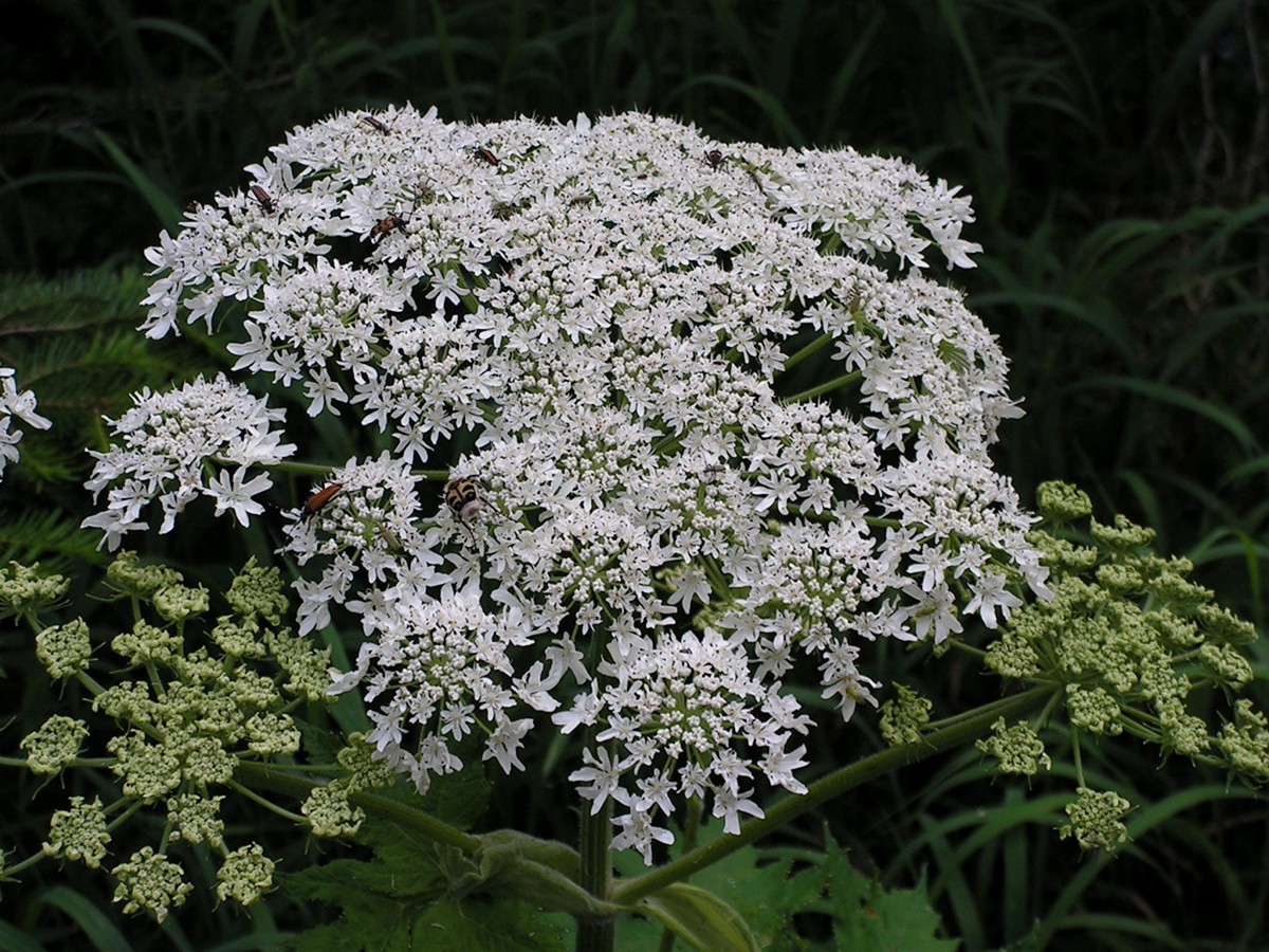 Image of Heracleum moellendorffii specimen.