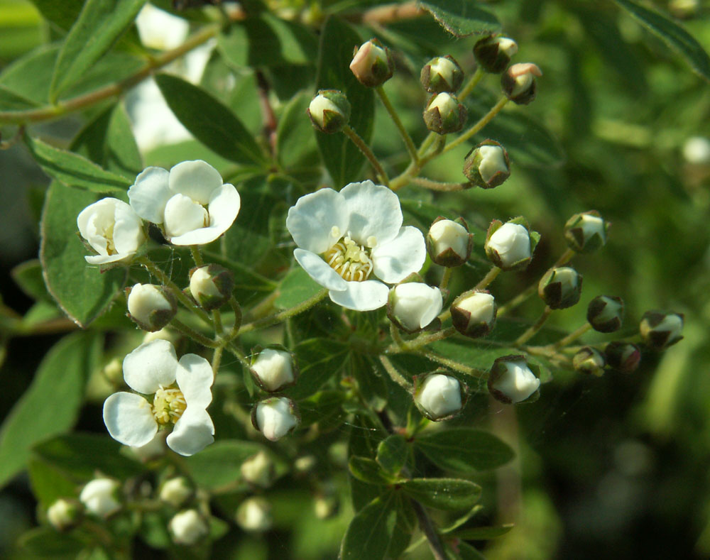 Image of Spiraea &times; cinerea specimen.