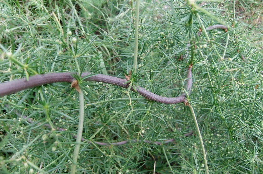 Image of Asparagus verticillatus specimen.