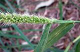 Setaria verticillata